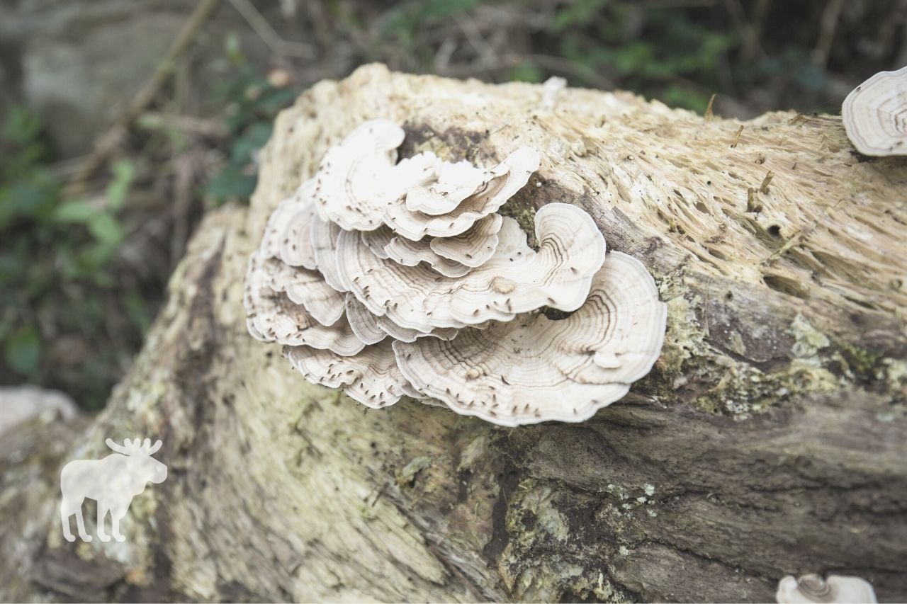 What is Hen of the Woods