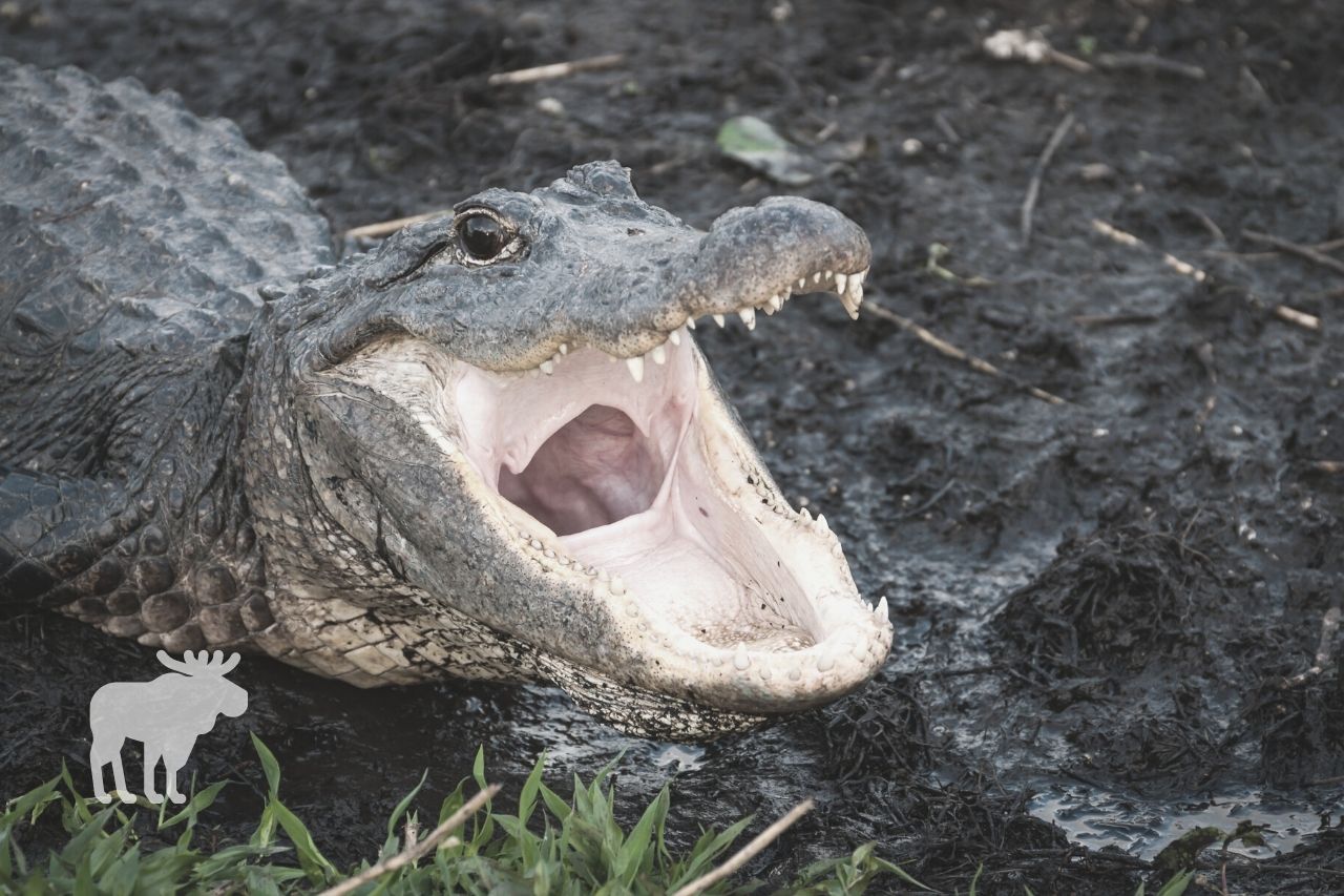 how do you protect yourself from an alligator attack