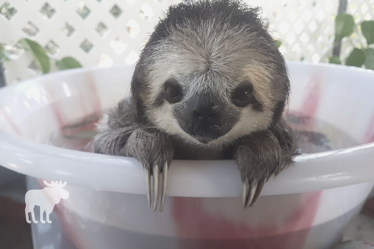 How Long Can Sloths Hold Their Breath Underwater
