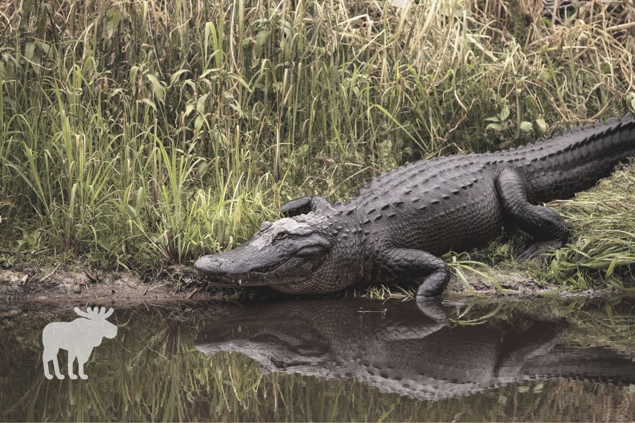 can alligators breathe under water