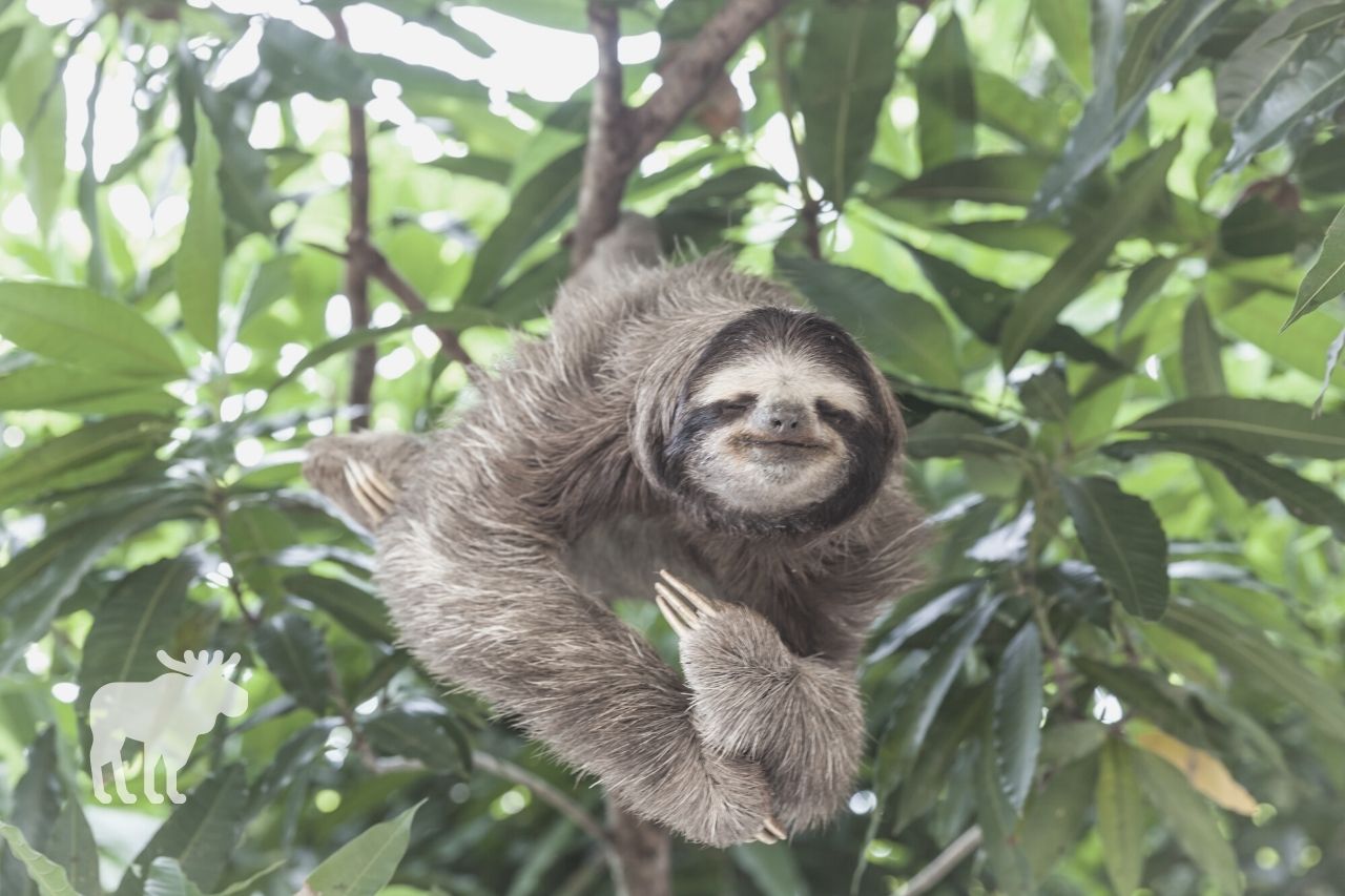 are sloths smart or dumb
