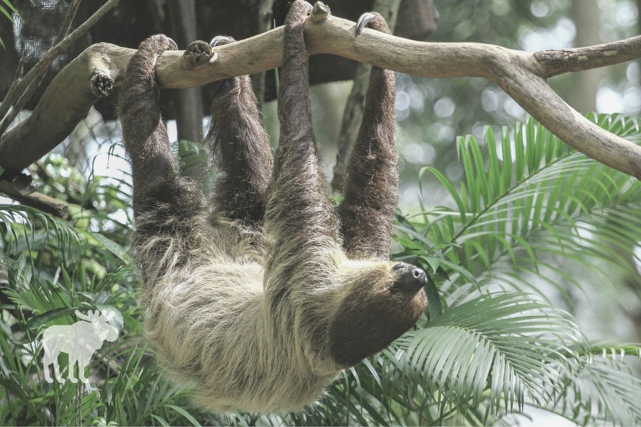 how do sloths adapt to the rainforest