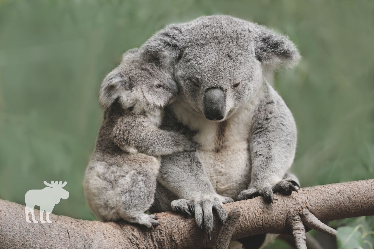 how are sloths and koalas similar