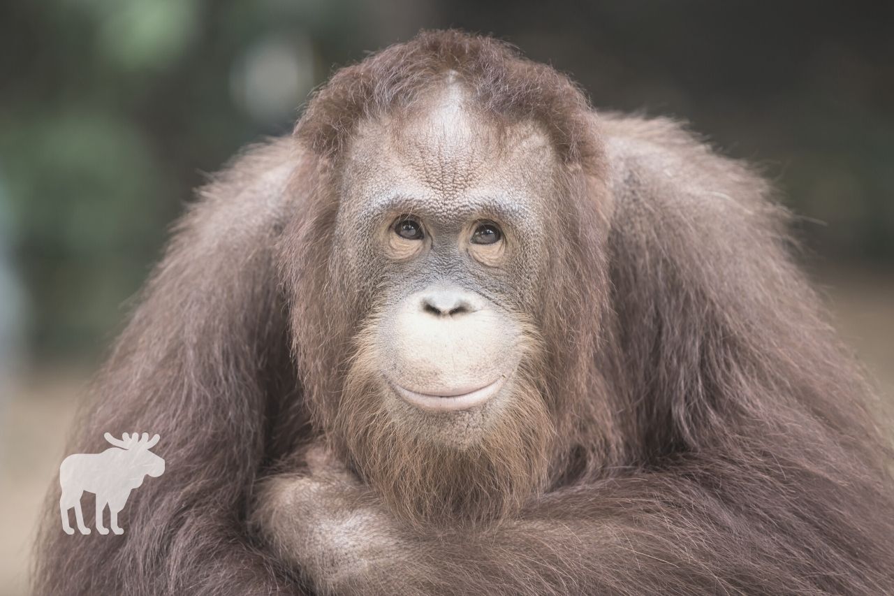 Why Do Orangutans Smile?