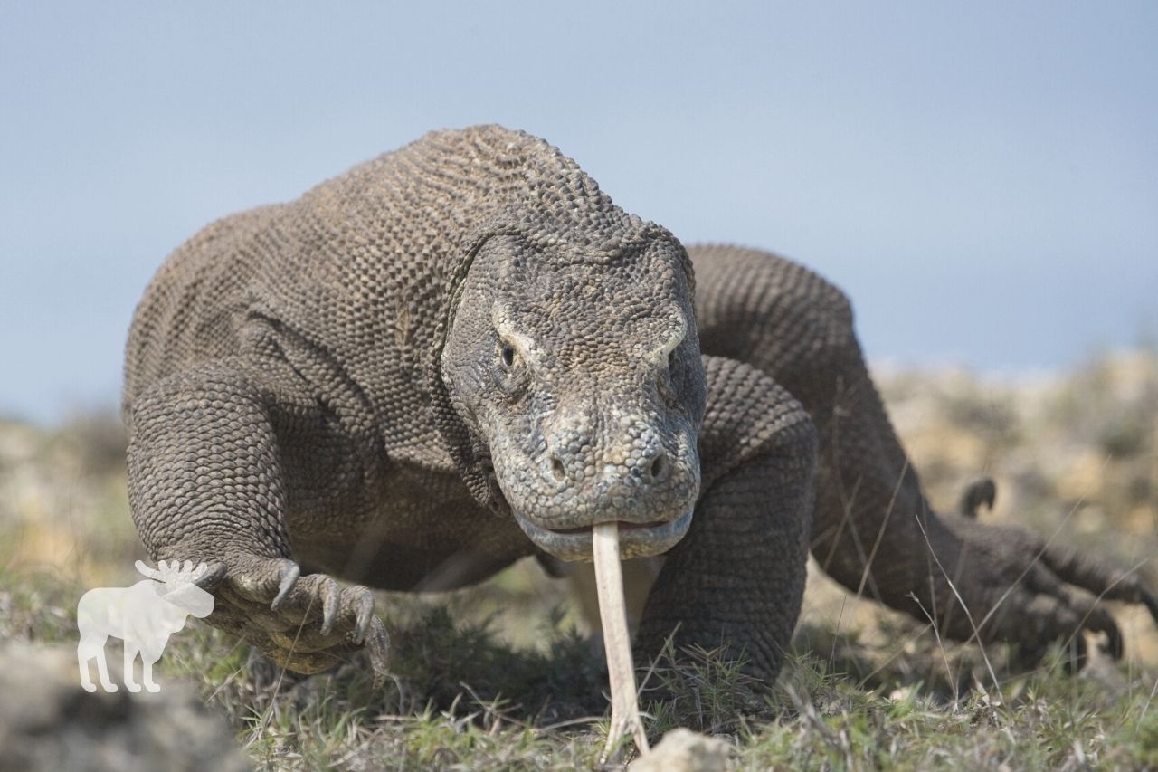 How To Survive A Komodo Dragon Attack? — Forest Wildlife