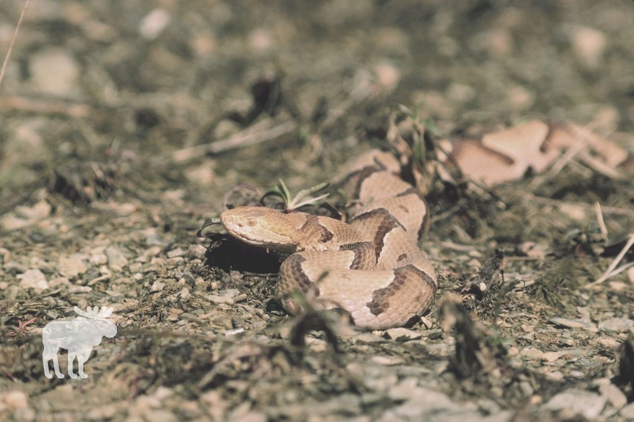 what time of year are copperheads most active