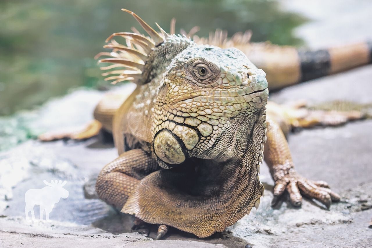 How to Remove an Iguana from Your House or Yard