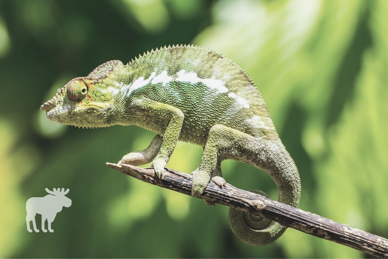 Why Do Chameleons Curl Their Tails