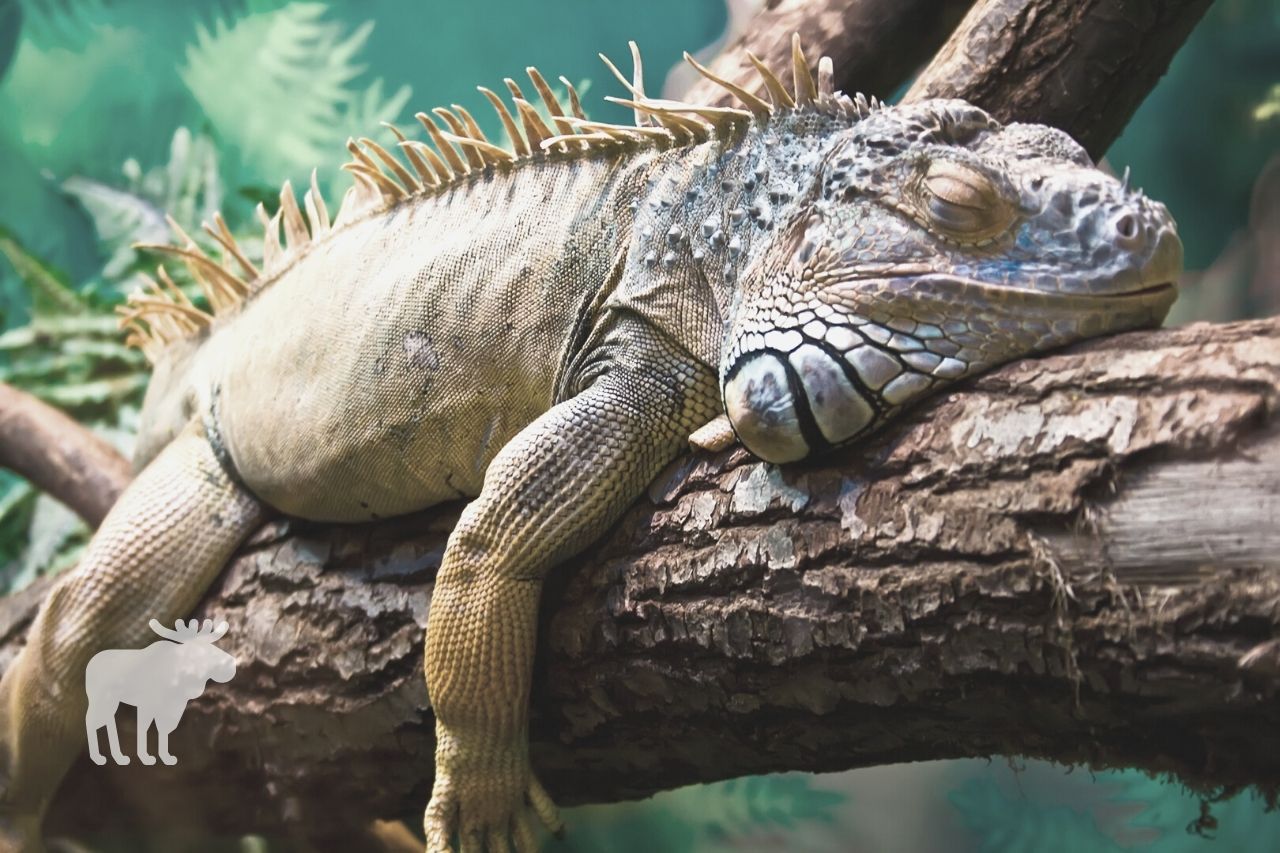 How Long Can an Iguana Go Without Eating
