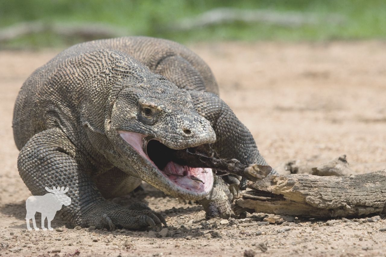 How Much Does a Komodo Dragon Eat in a Day