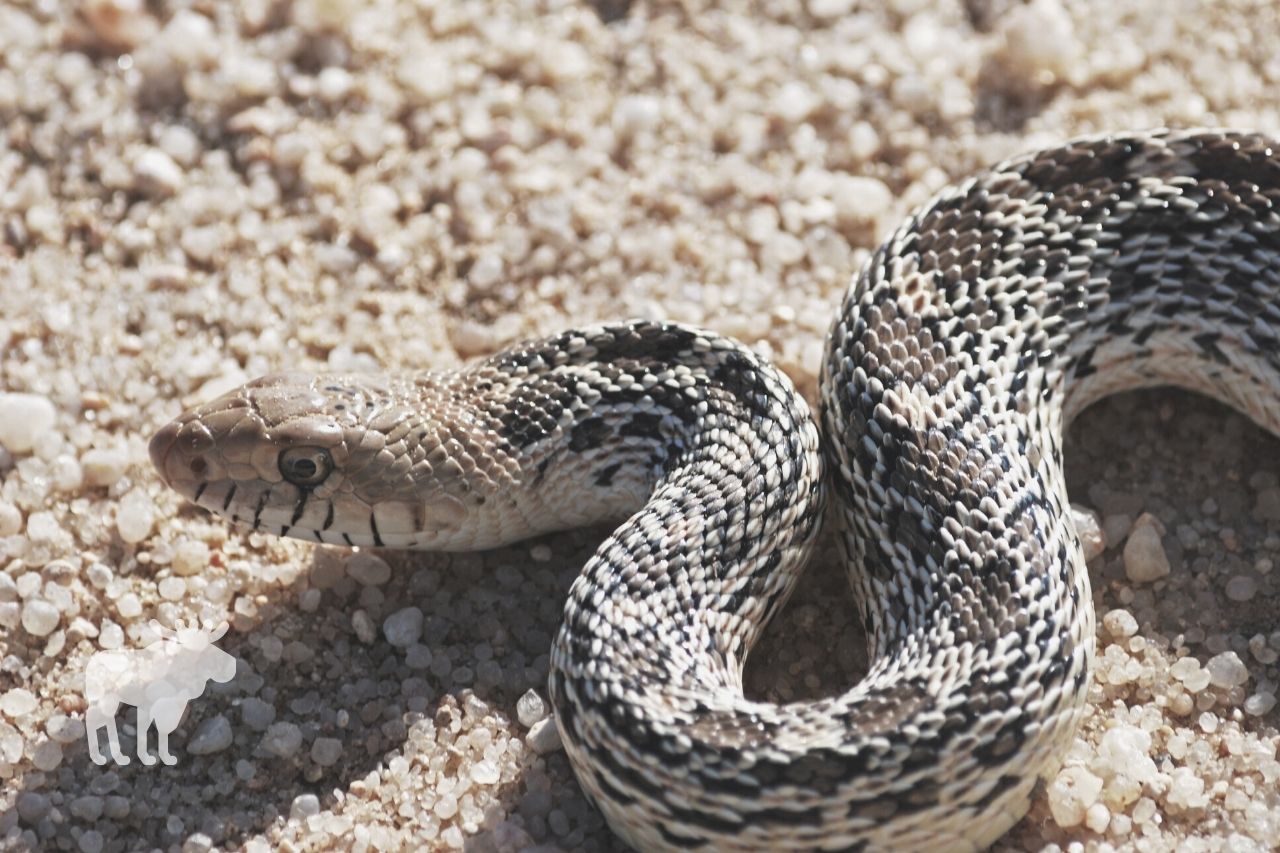 Can Bull Snakes Find Their Way Home