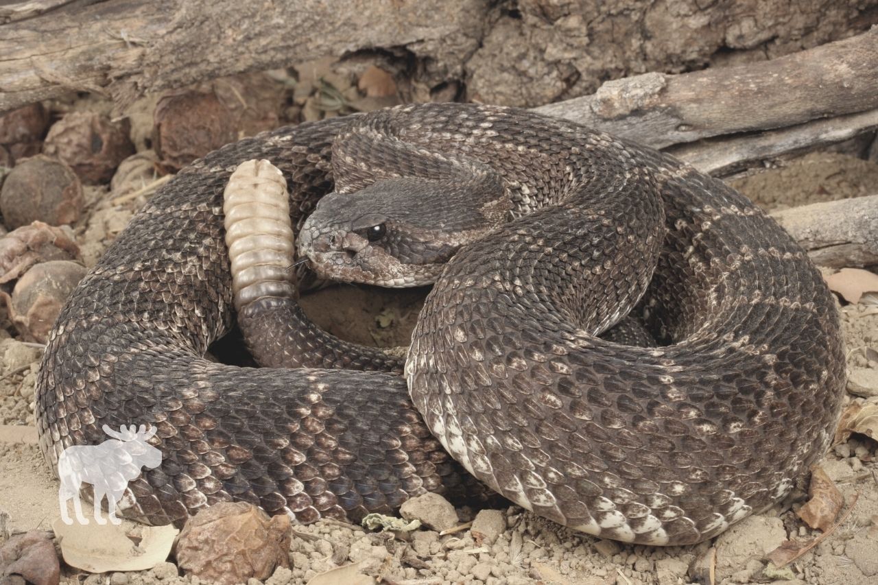 How Many Rattlesnakes Share a Den
