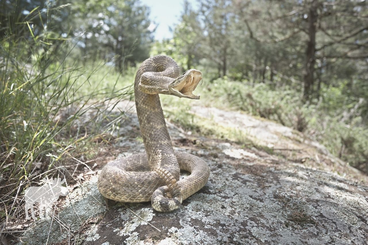 What Should You Do if Bitten By a Rattlesnake