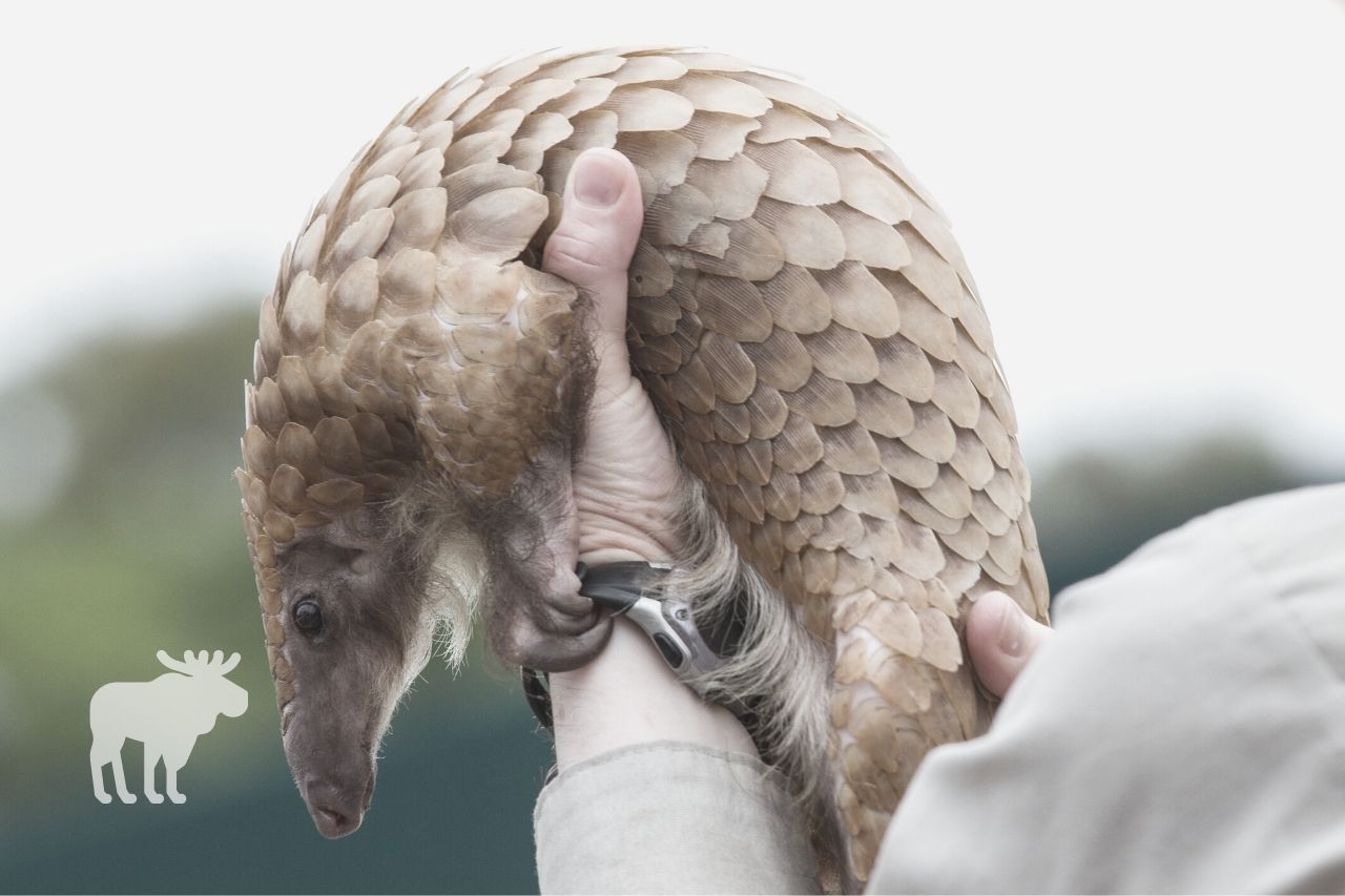 What is a Pangolin