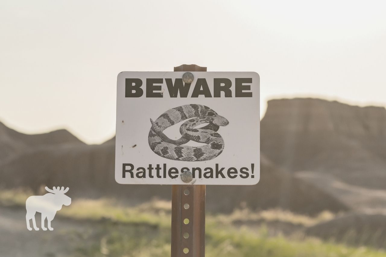 what to do if you see a rattlesnake on a hike