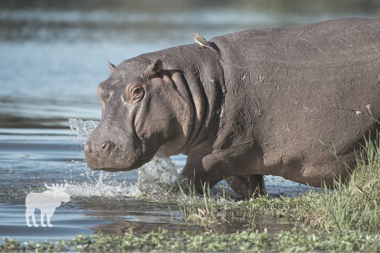 Alligator Vs. Hippo: Side-By-Side Comparison