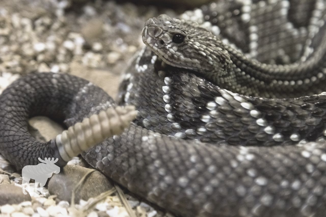 how can you tell a rattlesnake from a bullsnake