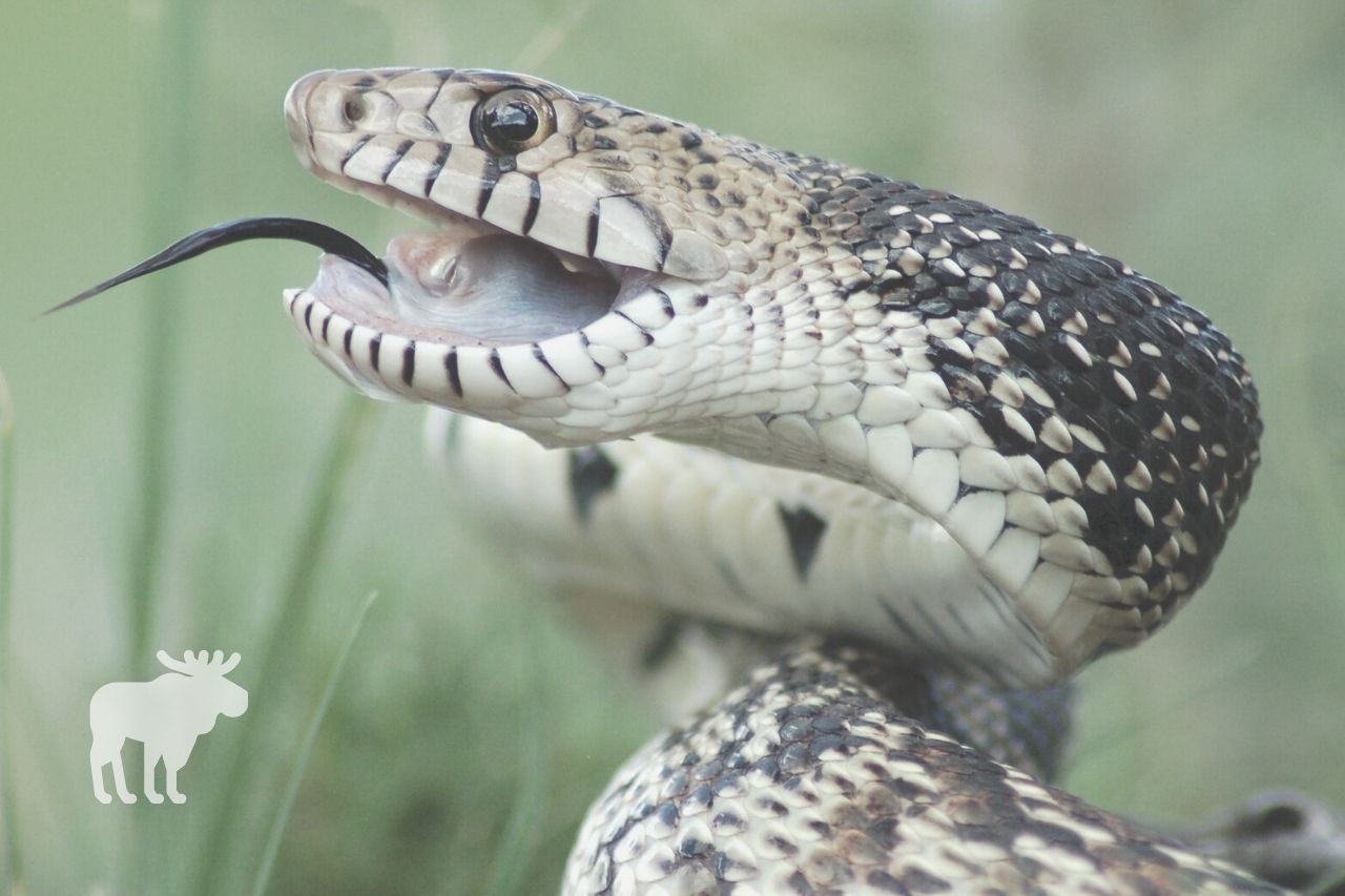 What to Do if a Bull Snake Bites You?