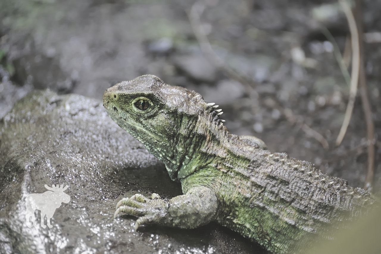 What Does the Tuatara Have That No Other Animal Has?