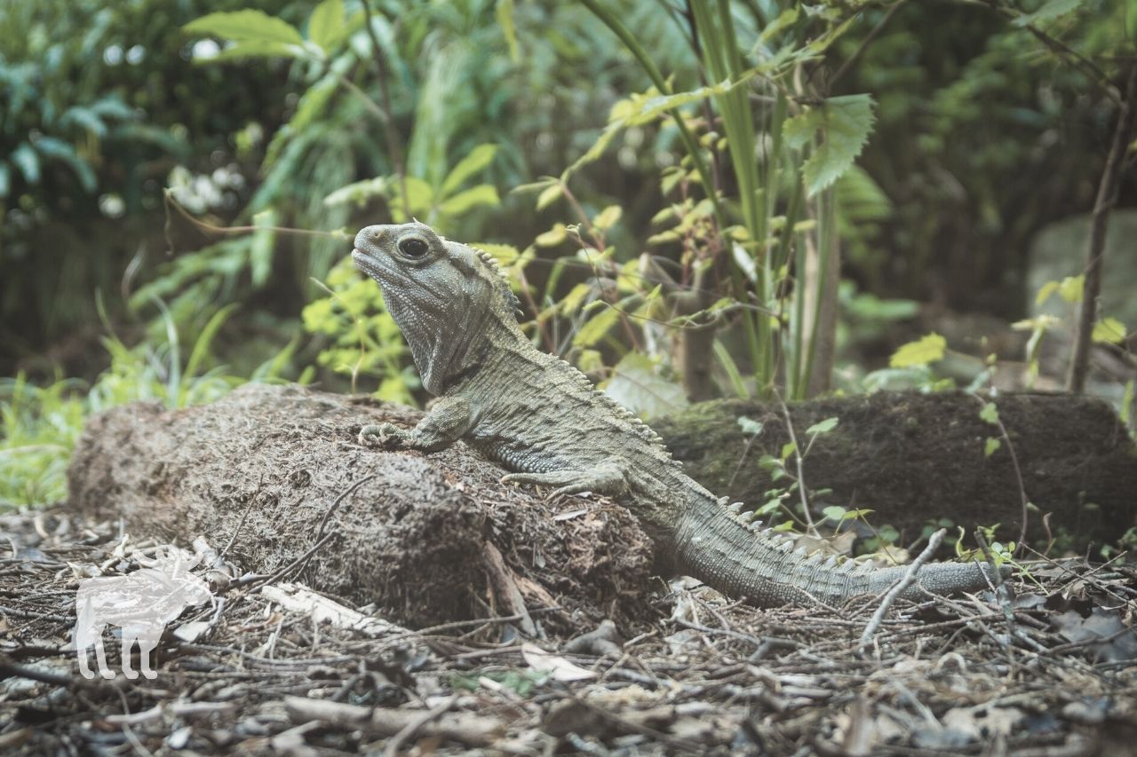 Other Interesting Facts About the Tuatara