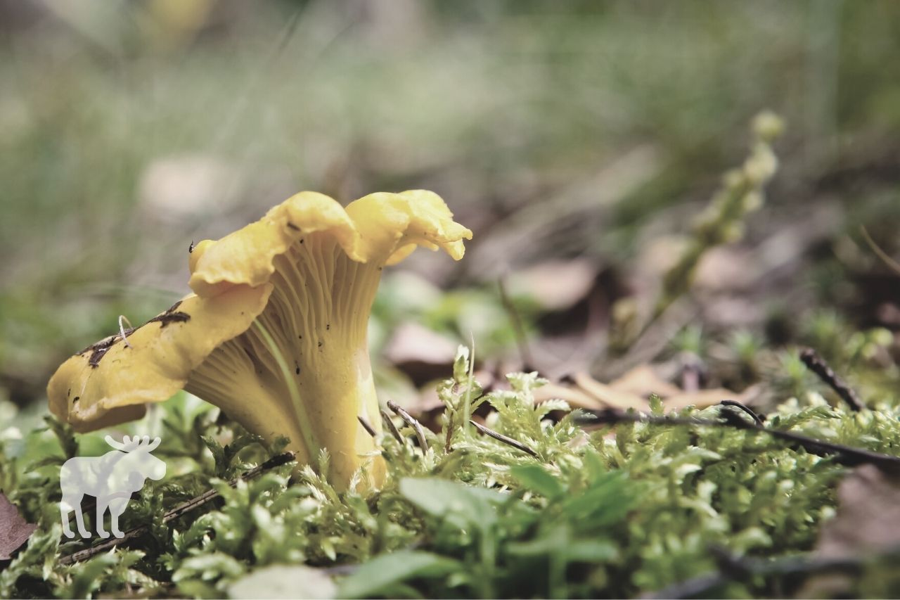 What is a Chanterelle?