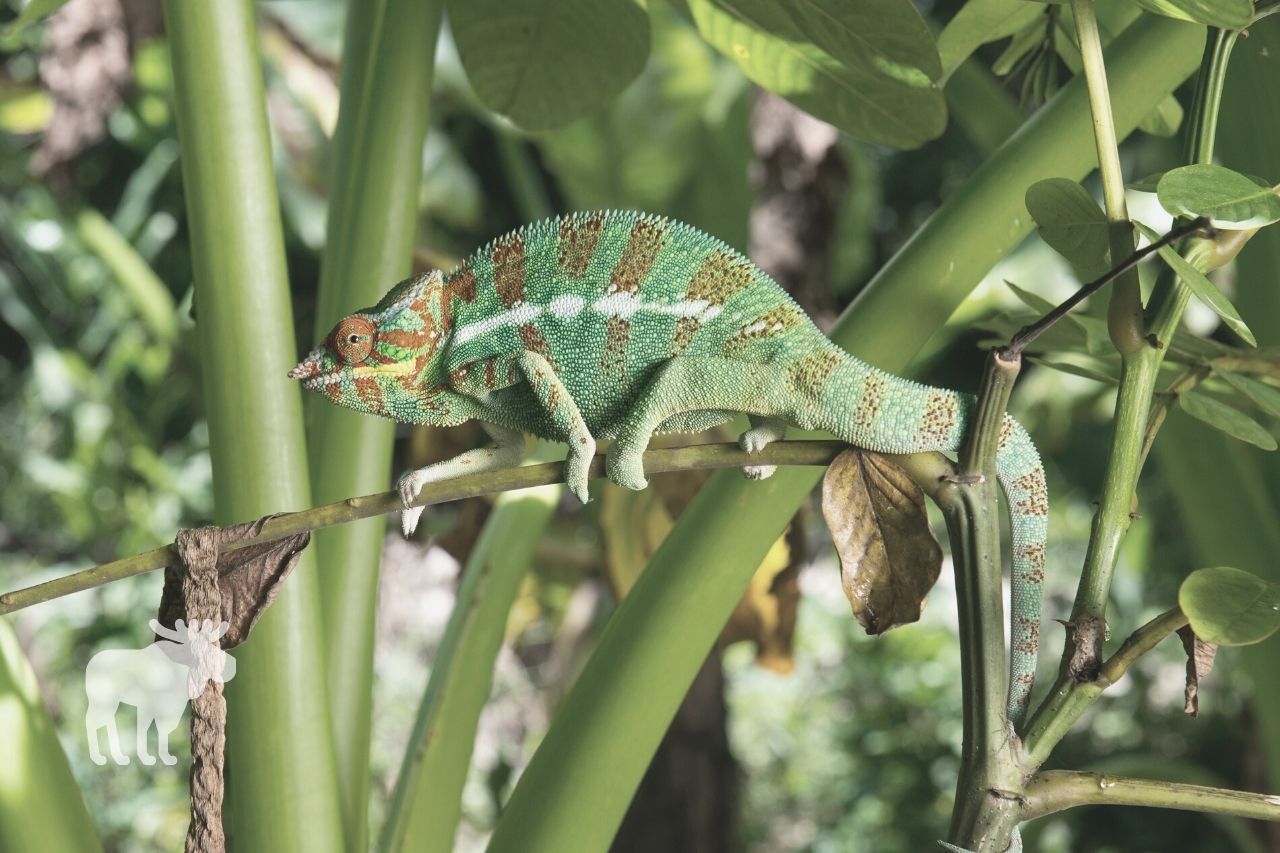 What are the Adaptations of a Chameleon