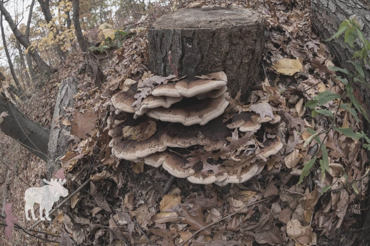 What is Black-Staining Polypore