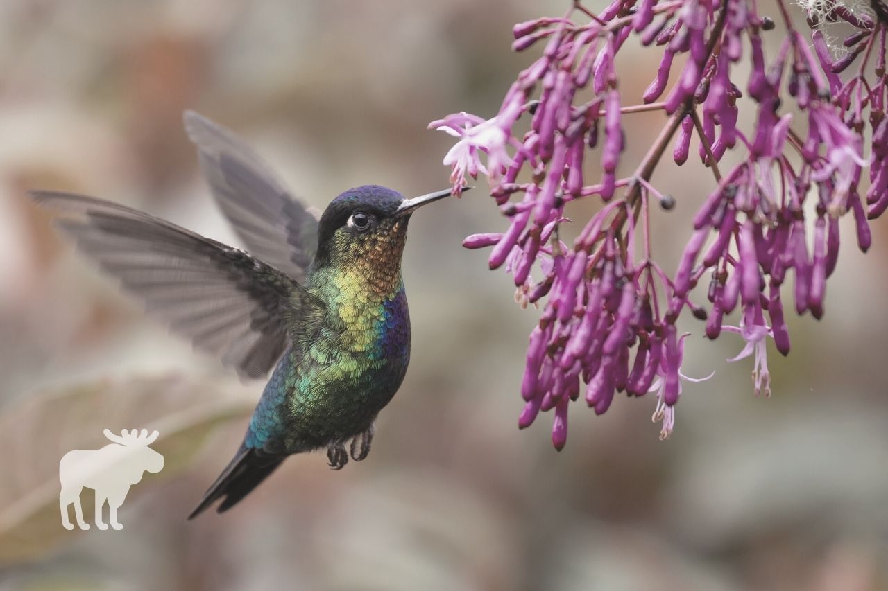 Why Do Hummingbirds Hover