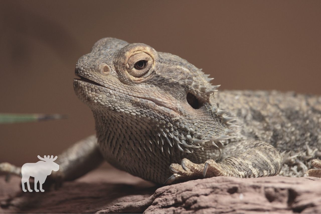 What is a Bearded Dragon