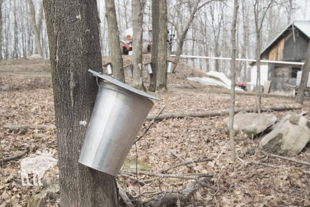 Why Does Maple Sap Turn Cloudy