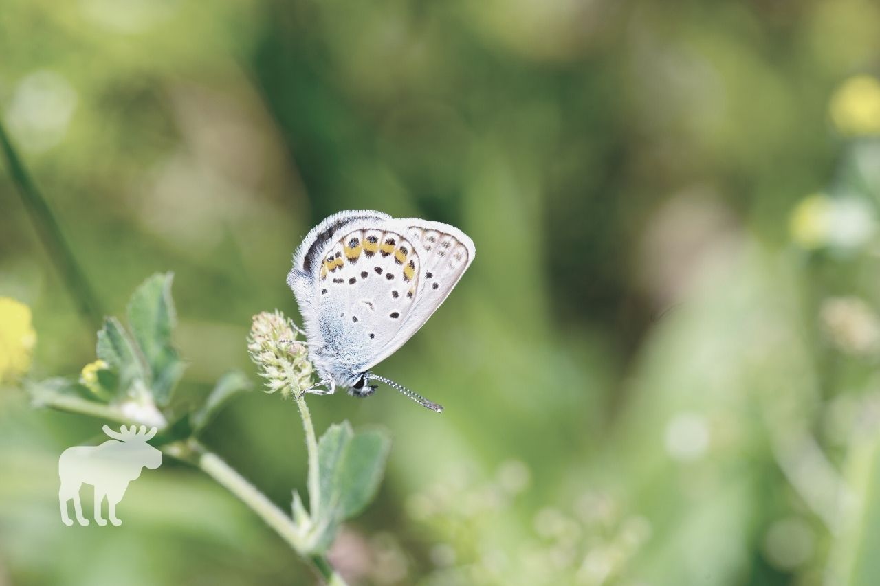 What Plants Do Adult Karner Blue Butterflies Eat