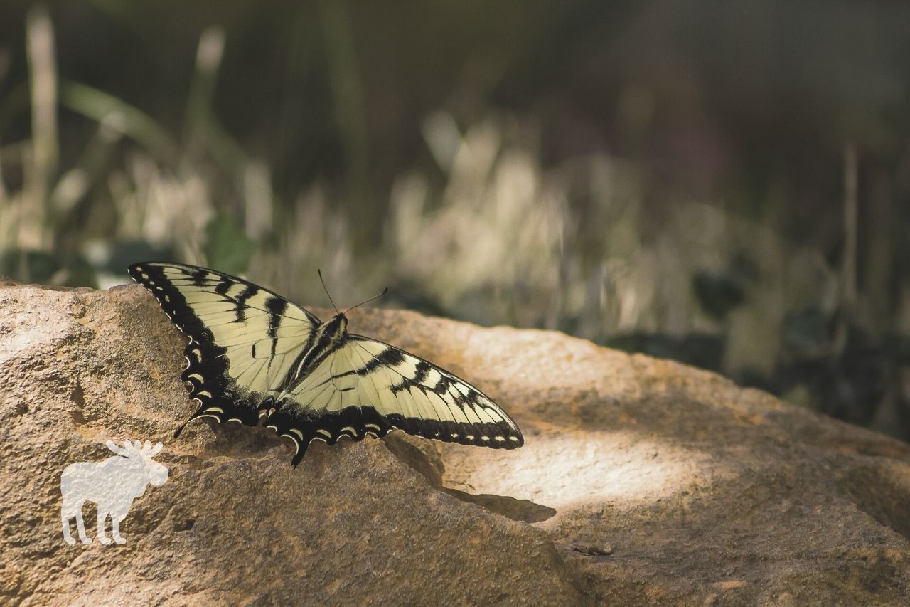 What Are Tiger Swallowtails