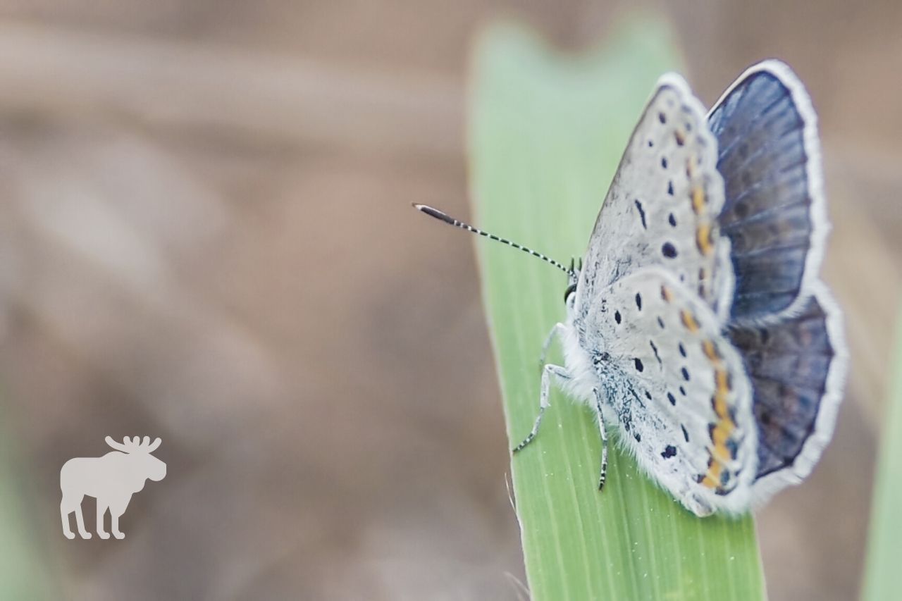 what is being done to protect the karner blue butterfly