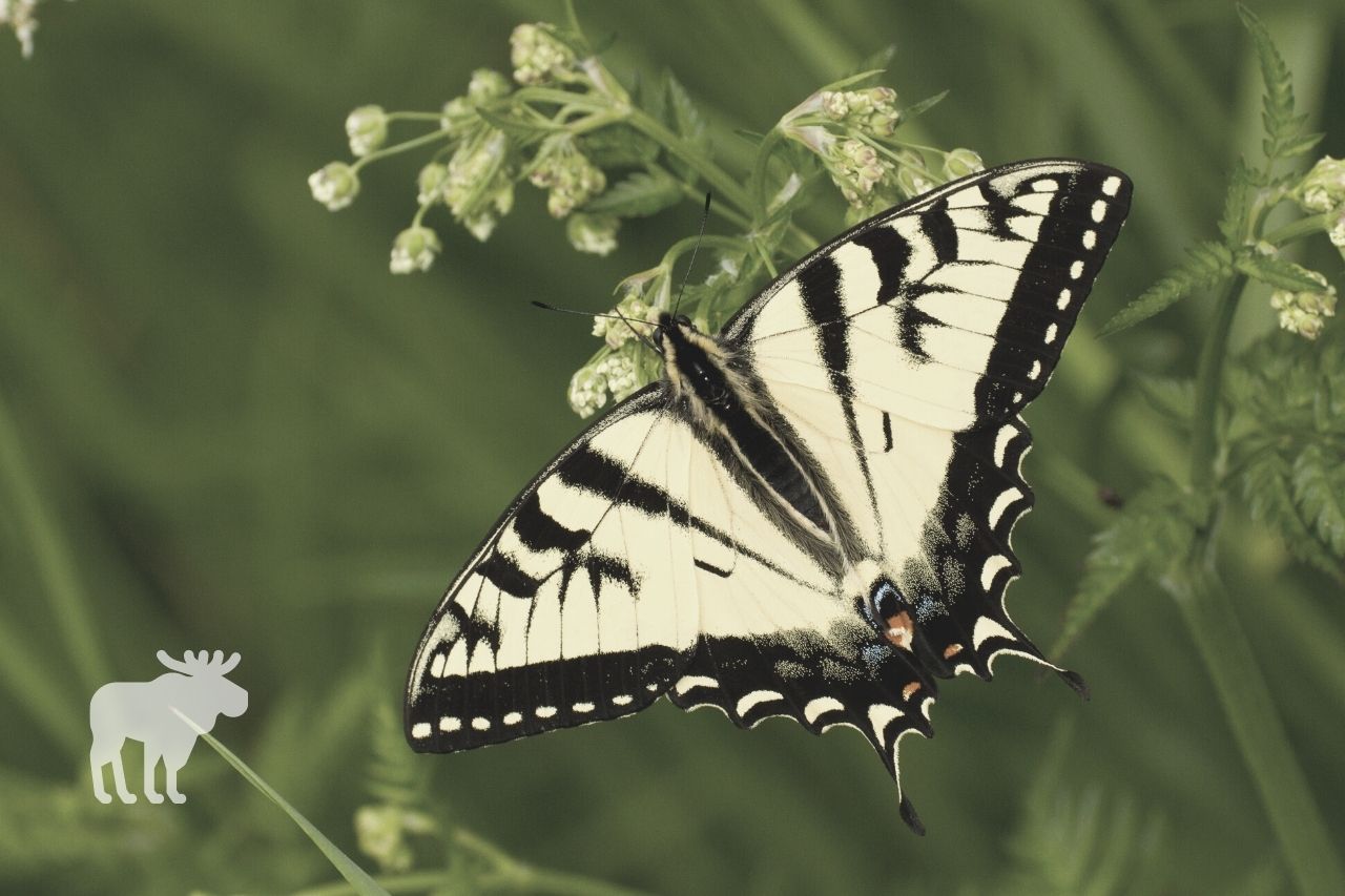 where to find tiger swallowtails