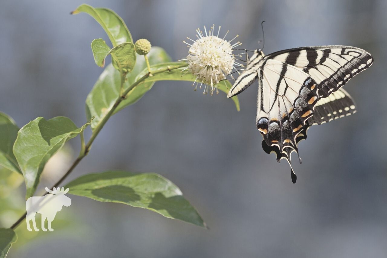 What is a Tiger Swallowtail