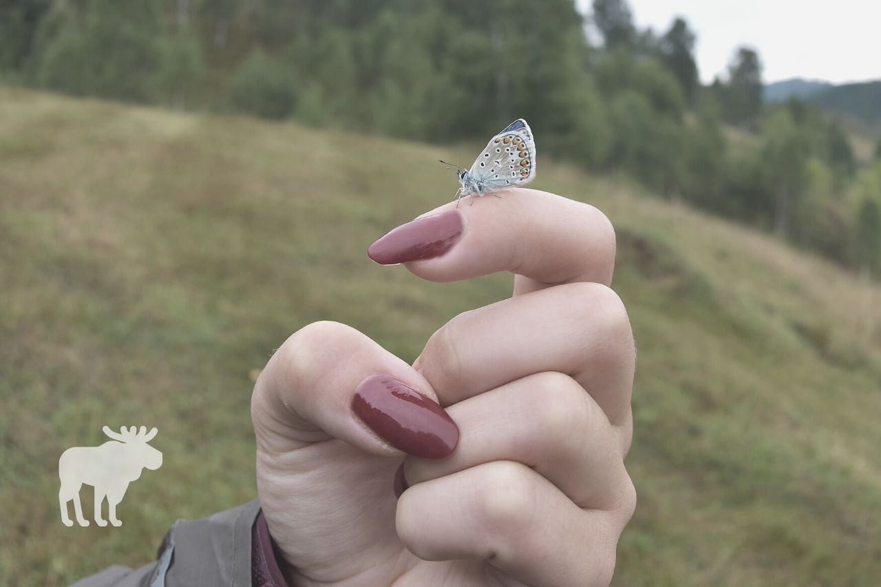 What is the Karner Blue Butterfly
