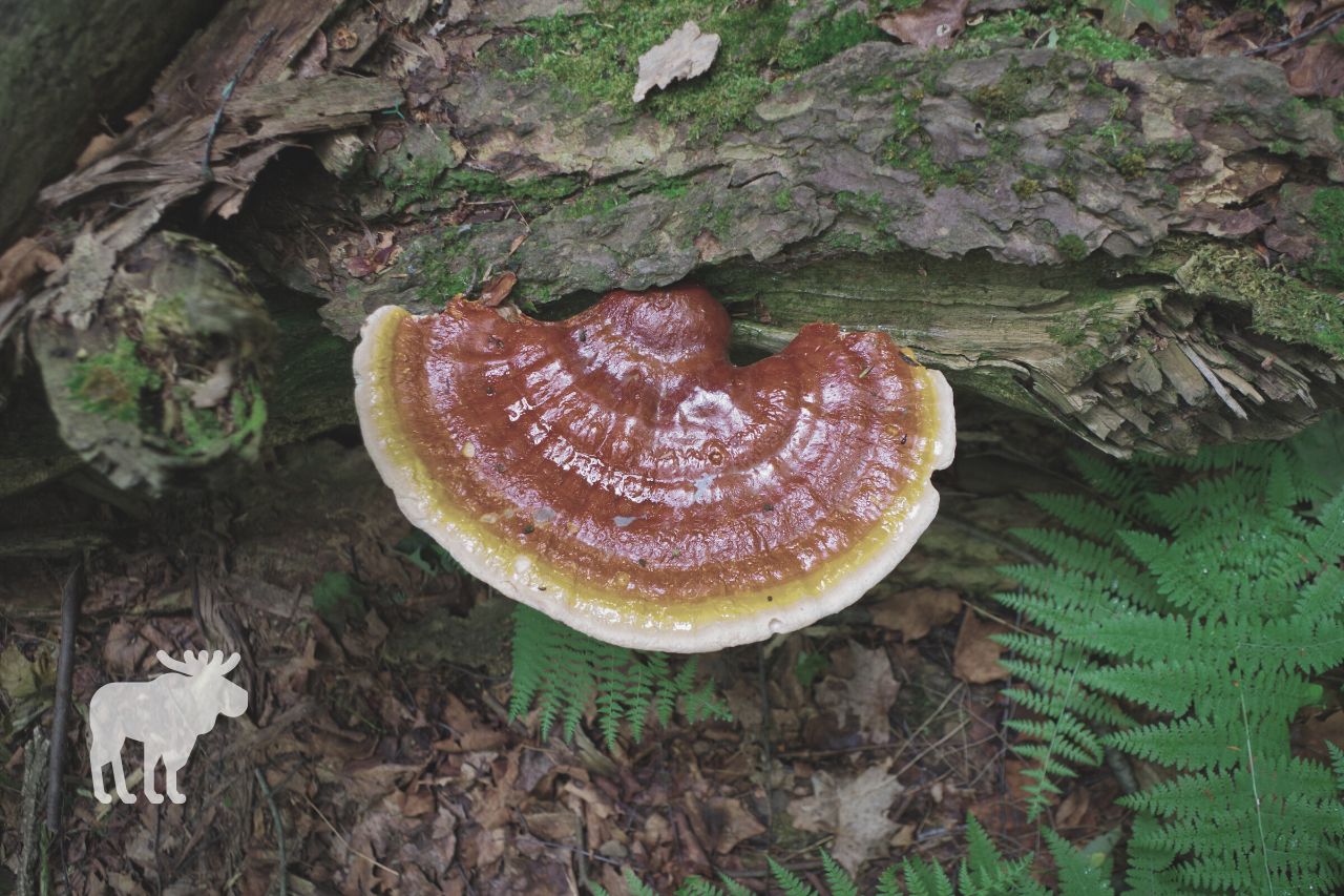 Lion’s Mane Vs. Reishi: Which is Better For Health