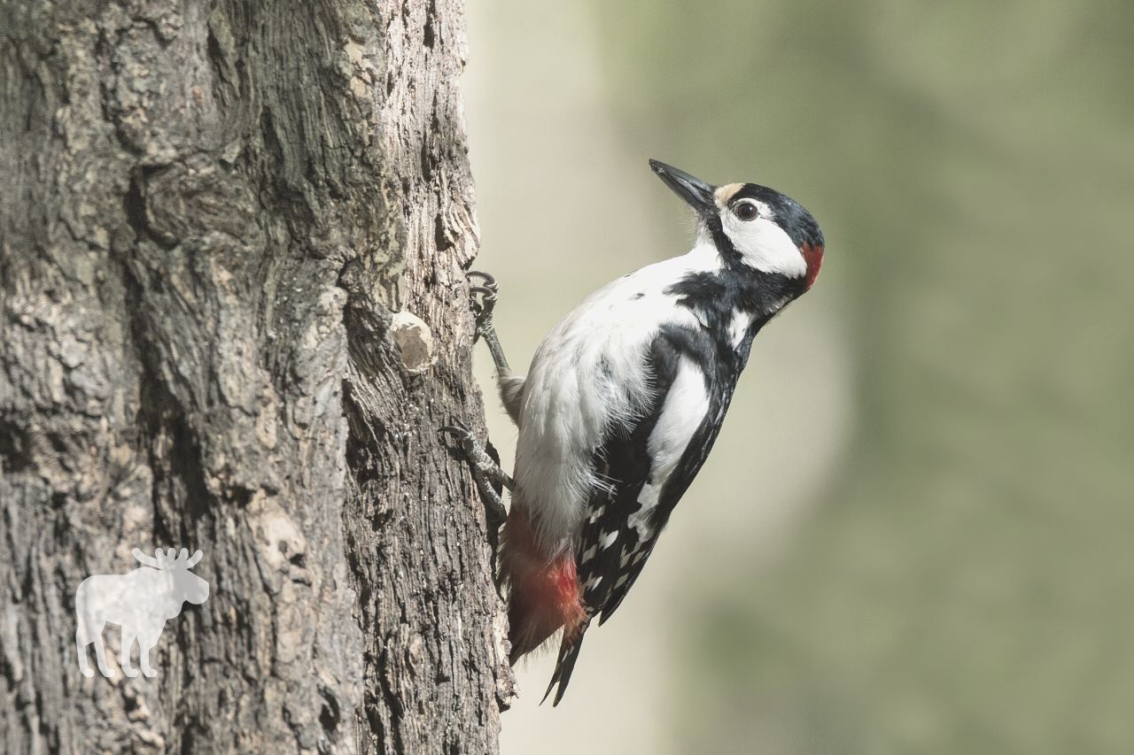 Sapsucker Vs. Woodpecker: How to Tell the Difference