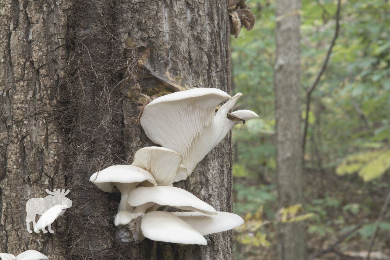 What is an Oyster Mushroom