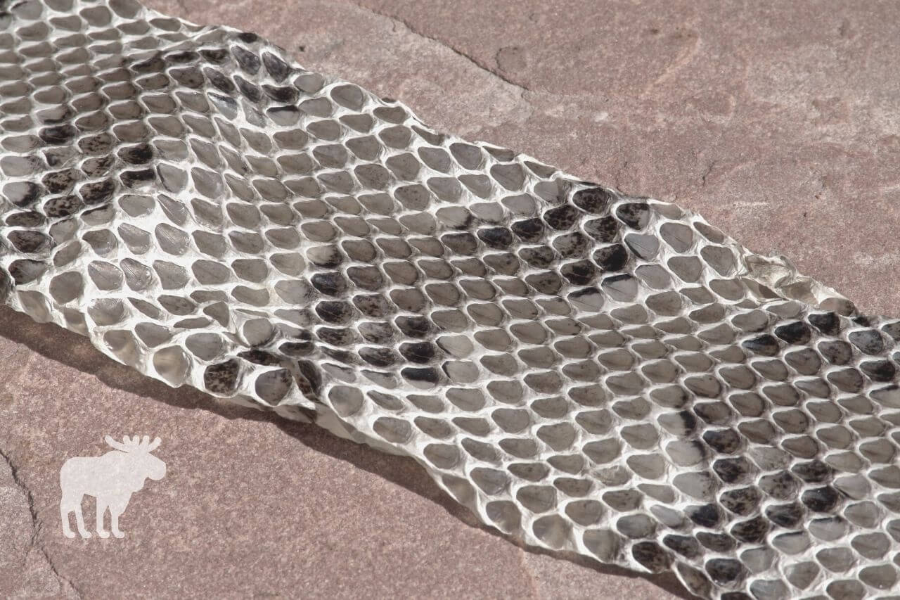 How Do You Preserve a Rattlesnake Skin