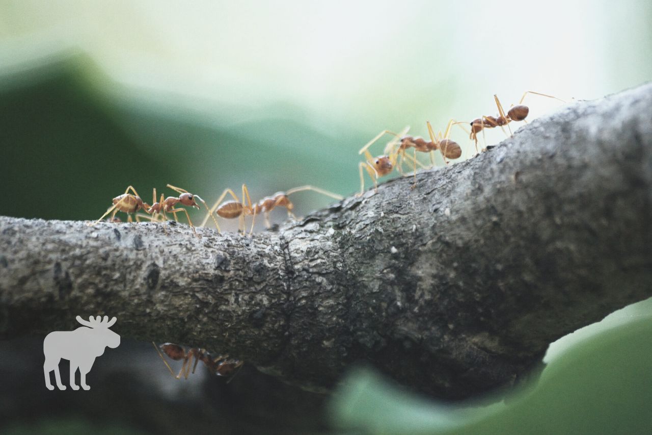 How Long Can Ants Live Without Food