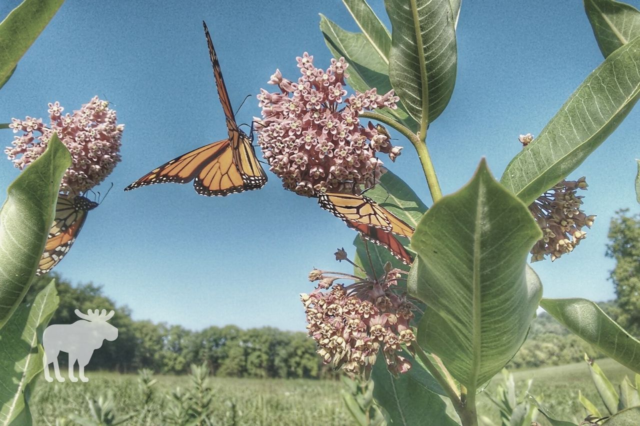Can Monarch Butterflies Eat Anything Besides Milkweed