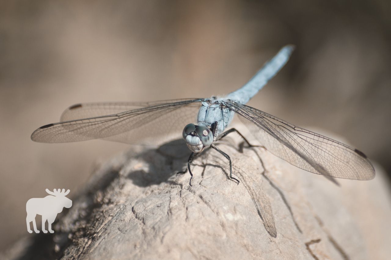 How to Tell if a Dragonfly is Dying