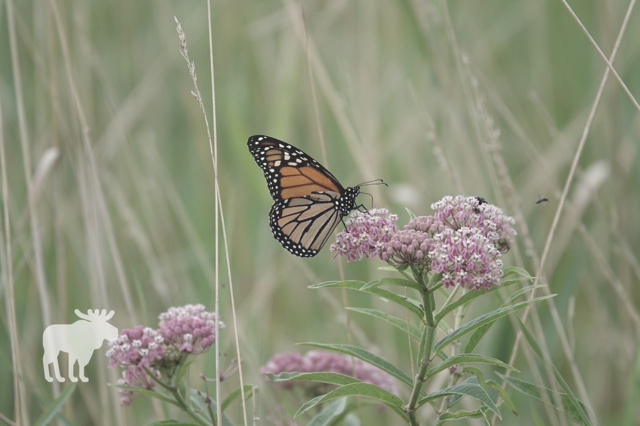 The Relationship Between Monarchs and Milkweed