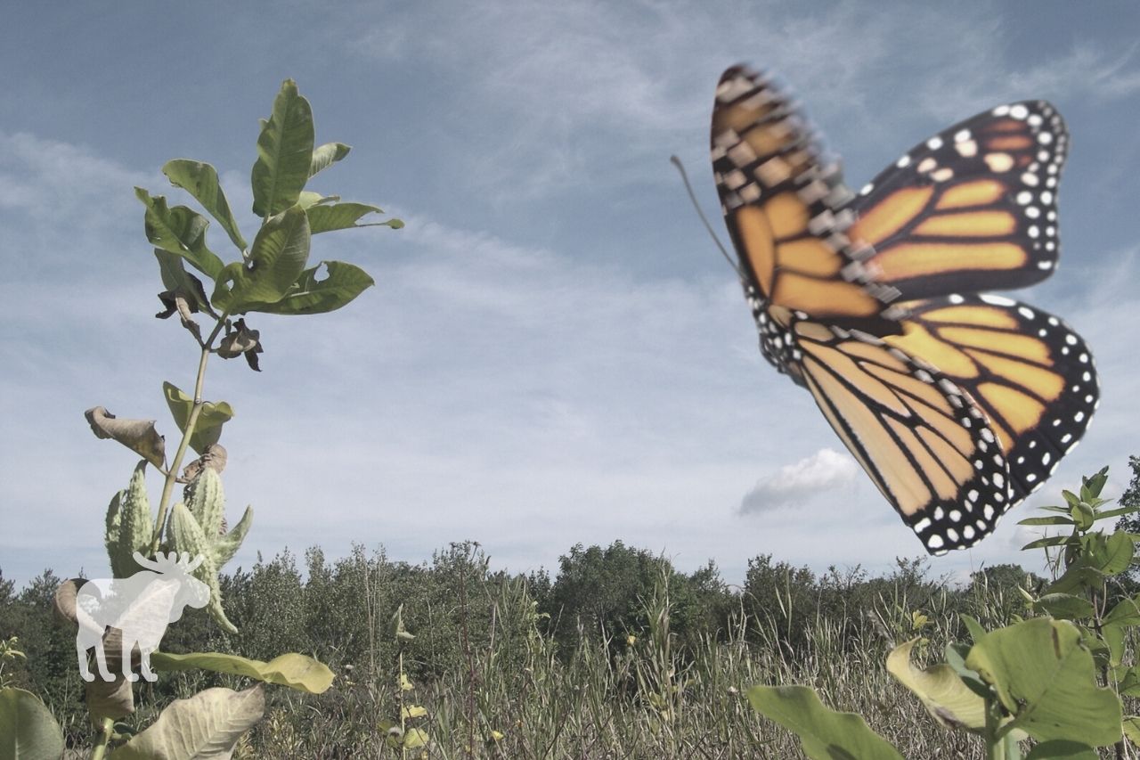 How Do Scientists Track Monarch Migration