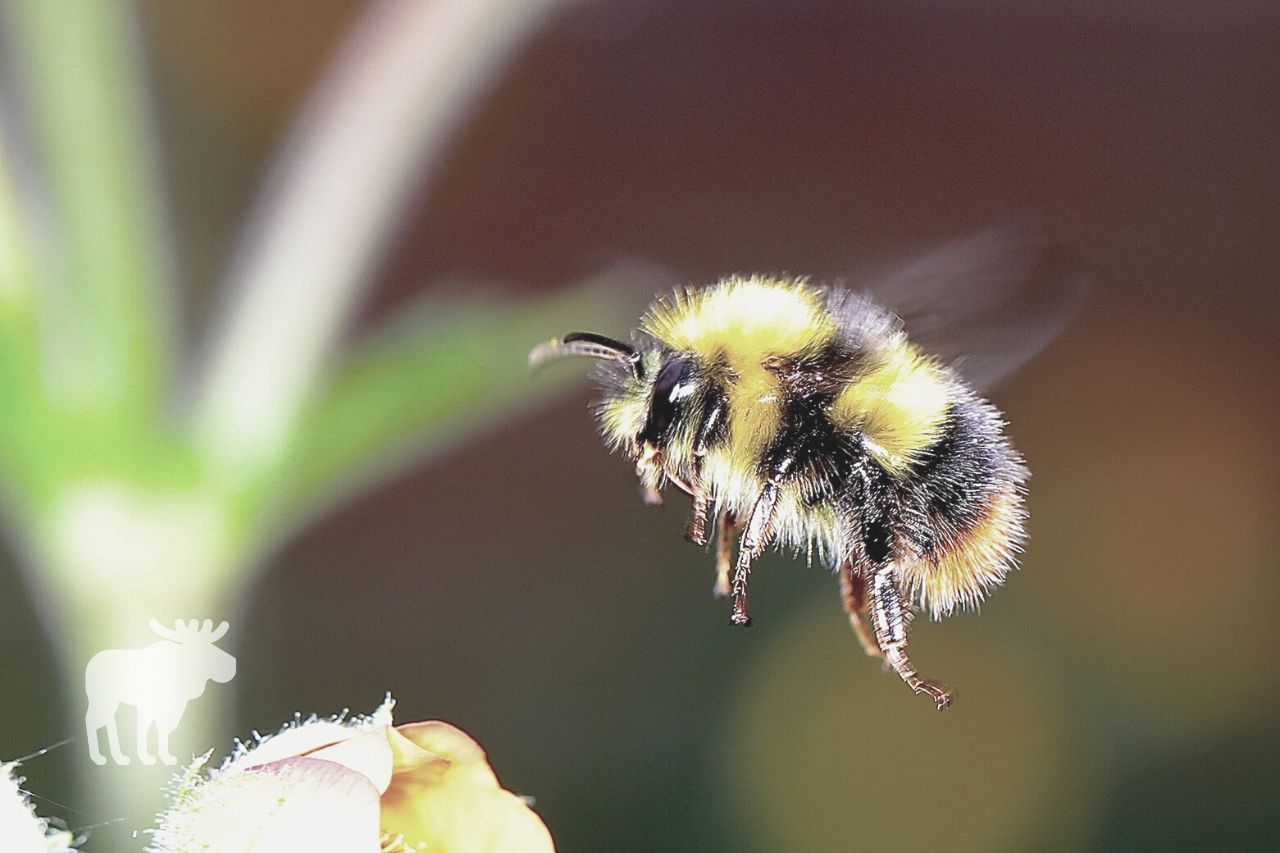 Ways to Get Rid of a Bumble Bee Nest in the Ground