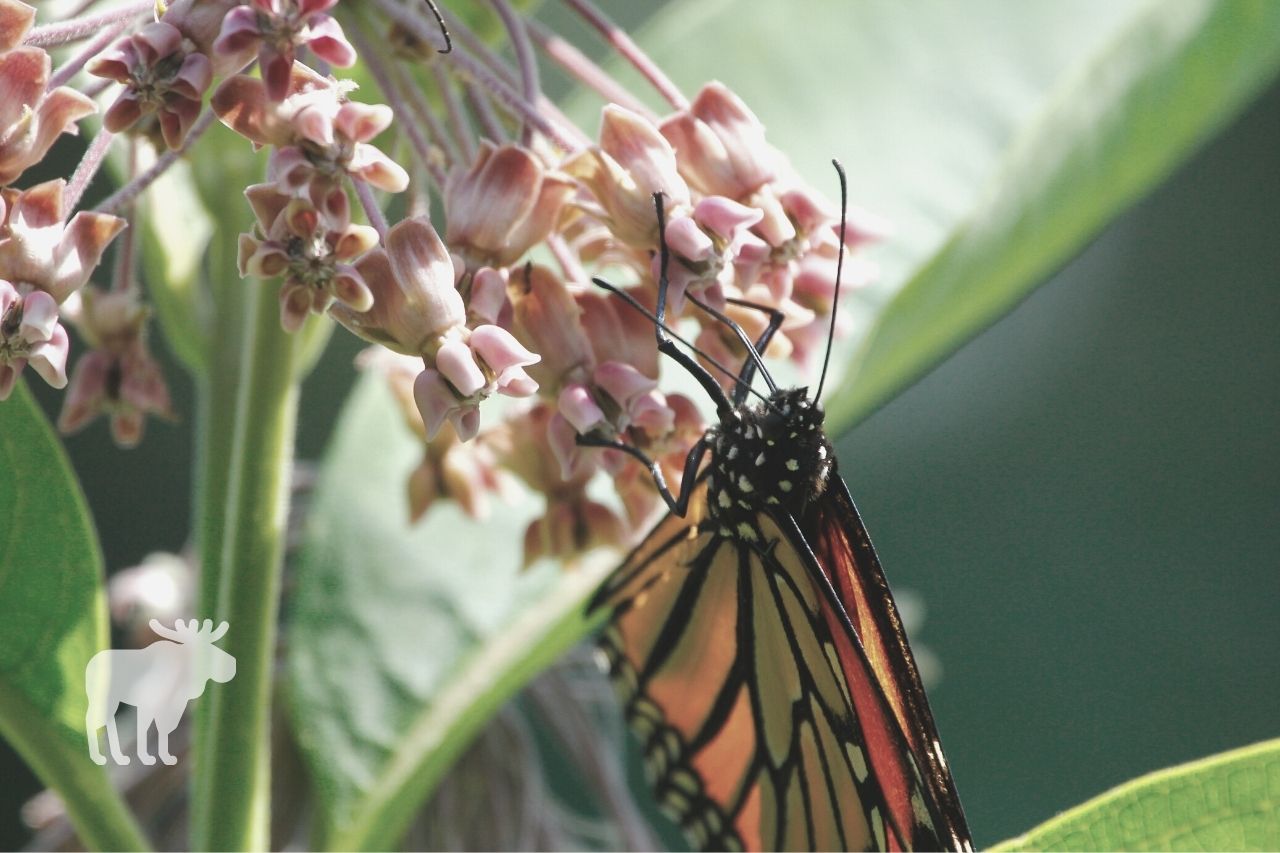 how does monarch butterfly defend itself from predators