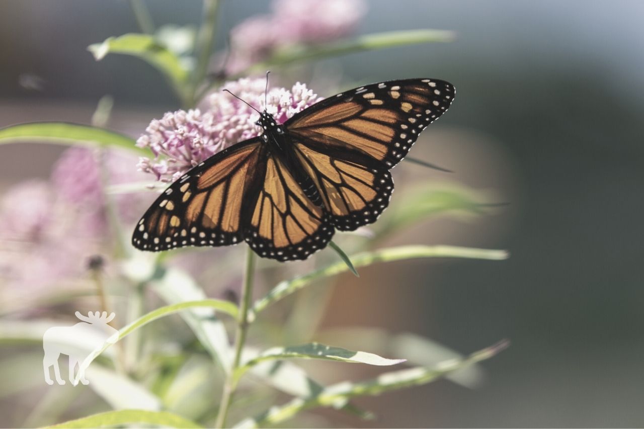 how far can a monarch butterfly fly in one day