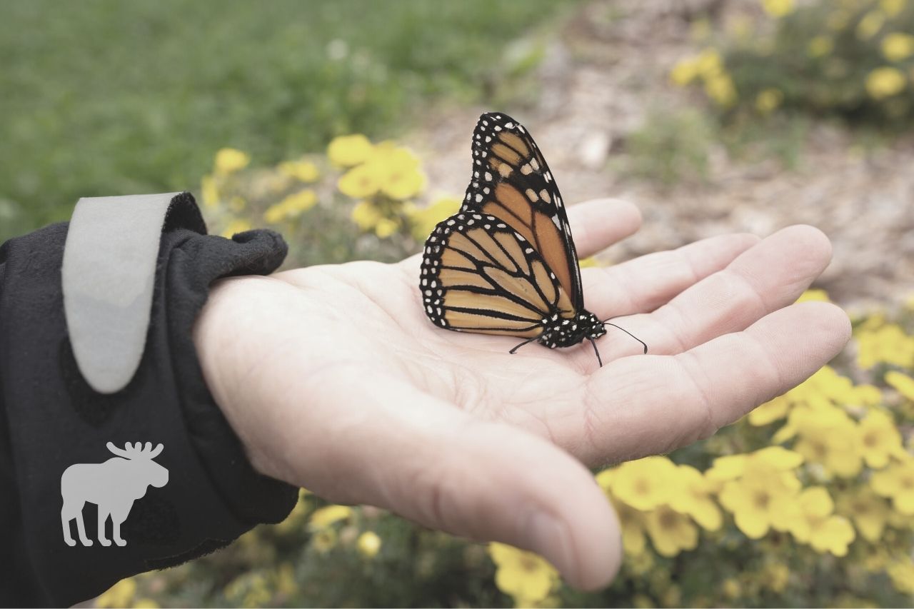 How Do You Hold a Monarch Butterfly
