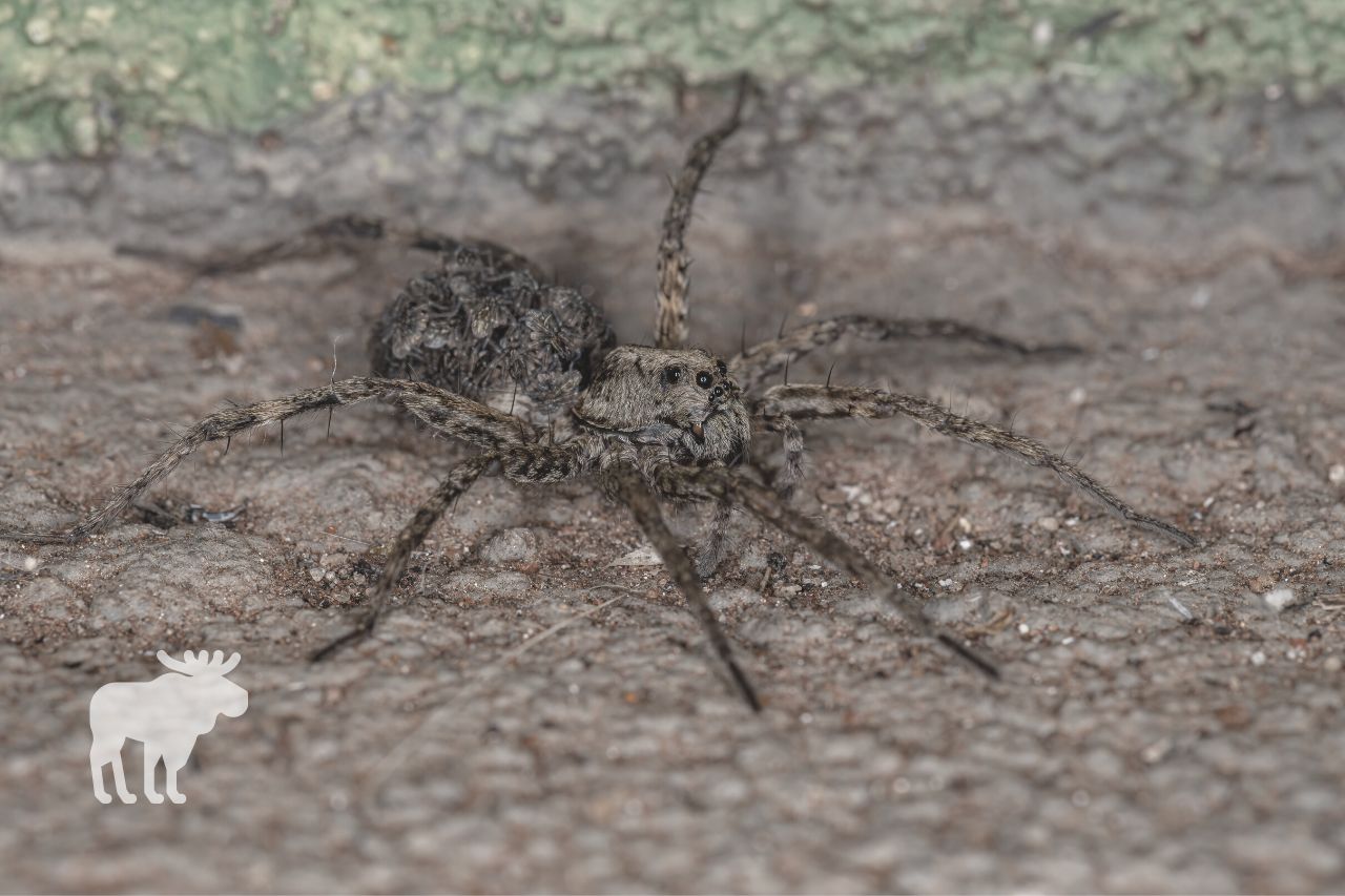 how to identify a wolf spider